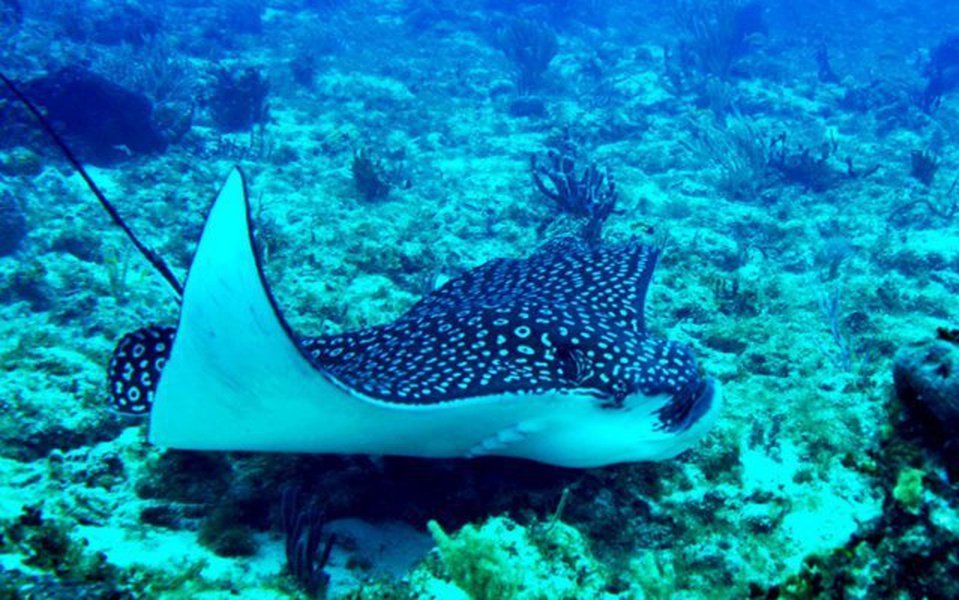 Conoce más sobre la fauna marina de Cancun Hotel Faranda Maya Caribe Cancún Cancun
