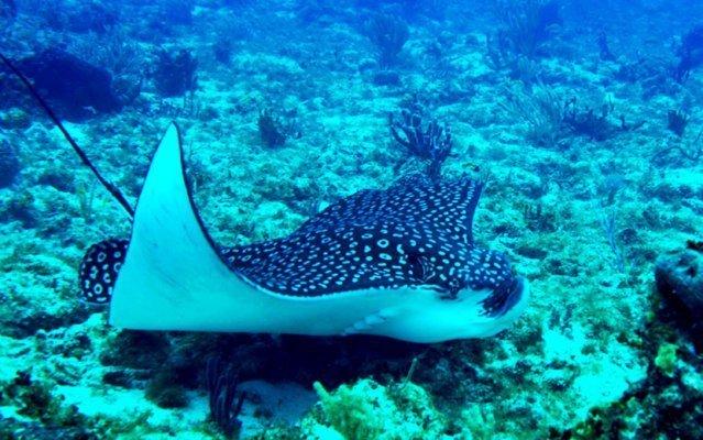 Conoce más sobre la fauna marina de Cancun Hotel Maya Caribe Faranda Cancún Conoce más sobre la fauna marina de Cancun Hotel Maya Caribe Faranda Cancún